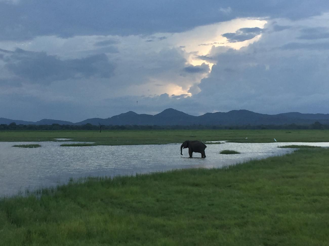 Sri Lanka Wildlife