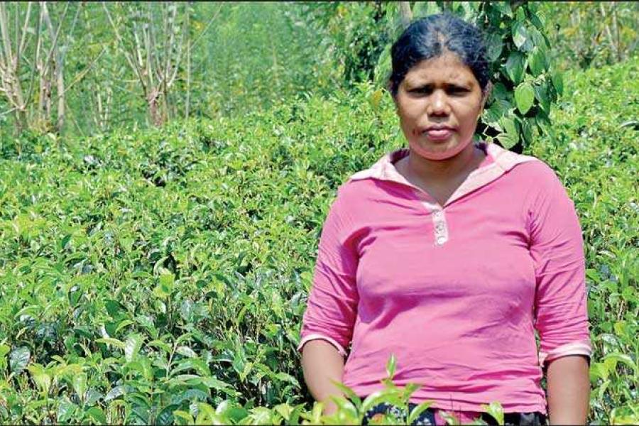 Pushpa Ranjanee of Pambadeniya, Kandy district is a persevering tea small-holder who has adopted Sustainable Land Management practices to improve productivity and earn a stable income for her family